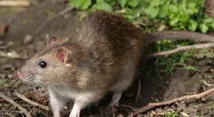 कोरोना के बाद चीन में फिर फैला सर्दी-खांसी जैसा वायरस, चूहे खाने से इंसान की शरीर में आया