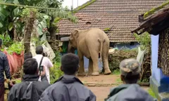 असम के गोलपारा जिले में जंगली हाथी का हमला, एक बच्चे सहित 3 की मौत