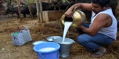 Janmashtami Special: ऐसा गांव जहां पाप माना जाता है दूध बेचना, फ्री में बांटते हैं घी और मक्खन