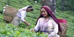 असम के चाय मजदूरों के आये अच्छे दिन, सरकार ने की दैनिक वेतन में वृद्धि