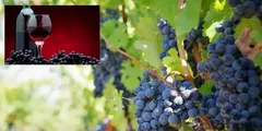 मिजोरम निर्मित स्थानीय अंगूर वाइन की बिक्री और निर्यात की मिली अनुमति



