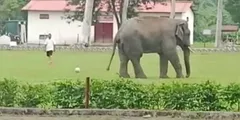 फुटबॉल मैच में जंगली हाथी के शामिल होने का वीडियो इंटरनेट पर वायरल 