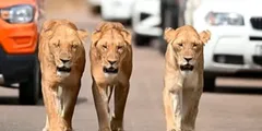 जब सड़क पर शेरनियों ने किया कैटवॉक, हो गया चक्का जाम, देखने वालों के उड़े होश