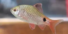 वैज्ञानिकों ने नागालैंड में खोजी नई मछली प्रजाती, मछुआरे के जाल से फंसी थी मछली



