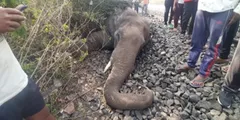 गोलपारा में मृत मिला हाथी, मौत के सही कारण का अभी पता नहीं चल पाया