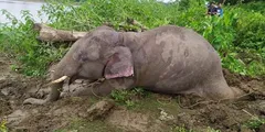 एक और हाथी की मौत की खबर, पिछले एक हफ्ते में 11 हाथियों की हुई मौत