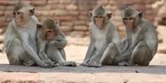 भारत के इस गांव में 32 एकड़ जमीन के मालिक हैं बंदर, जानिए चौंकाने वाली वजह