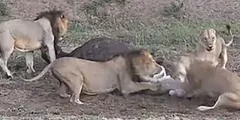 भैंस को मारकर खाने वाले थे शेर, उसके बाद हो गया विवाद, बच निकला शिकार!



