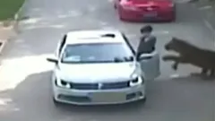 कार में बैठ रही थी महिला तभी टाइगर ने किया हमला और खींच कर ले गया, वायरल हो रहा है ये VIDEO