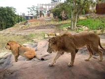 गजबः चिड़ियाघर से भागे 5 शेर, पर्यटकों में मची भगदड़, जानिए फिर क्या हुआ