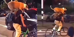 कुत्ते को कंधे पर बैठाकर युवक ने साइकिल चलाई, देख हो जाएंगे भावुक