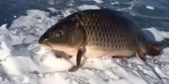 पानी के निकलकर बर्फ पर खड़ी हो गई मछली, वीडियो हुआ वायरल



