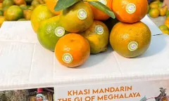 जीआई-टैग किए गए खासी मंदारिन संतरे दुबई को निर्यात किए गए