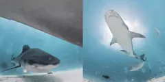 शार्क ने निगल लिया गोताखोर का कैमरा, रिकॉर्ड हो गया शरीर के अंदर का अजीबोगरीब नजारा



