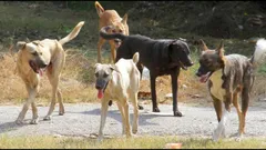 तीन साल की मासूम को जिंदा ही आधा खा गए थे कुत्ते, अब एक्शन में आया मानवाधिकार आयोग, दिया नोटिस