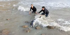 तीन मह‍िलाओं ने दिखाई बहादुरी, बर्फीले पानी में चट्टानों के बीच फंसी डॉल्फिन को बचाया

