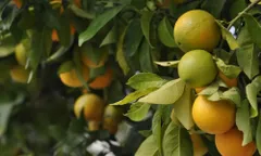 संतरे के पेड़ों का निरीक्षण करने के लिए विशेषज्ञ पहुंचे, उपज में भी भारी गिरावट 