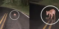 सड़क पर गिरा नवजात बच्चा, मादा हिरण ने खतरे के बीच आगे आकर बचाई जान