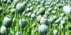 नशे पर बड़ा एक्शन, सुरक्षा बलों ने मणिपुर में अफीम के 80 हजार पौधे किए नष्ट


