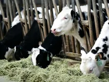 चीनी वैज्ञानिकों का चमत्कारः क्लोन से बनाई ऐसी गाय, देती है 2 लाख 83 हजार लीटर दूध, उड़ेंगे होश