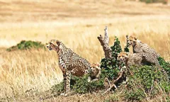 Kuno National Park की शान बढ़ाएंगे साउथ अफ्रीका से आ रहे 12 चीते, खास इंतजाम की तैयारी 