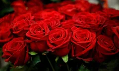 नेपाल ने वेलेंटाइन डे से पहले गुलाब के आयात पर प्रतिबंध लगाया 