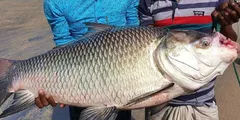 मछुआरों को नदी से मिली 18 किलो की विशाल मछली, देखकर उड़ गए होश!



