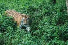 अरुणाचल के जंगलों में हो रहा था बाघों का शिकार, फिर स्पेशल टीम ने एक शिकारी को पकड़ा