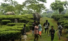 नागांव के कलियाबोर में हाथी के हमले में चाय बागान के कर्मचारी की मौत
