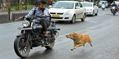 दौड़ती कार और बाइक के पीछे क्यों भागते हैं कुत्ते? पीछे का कारण जानकर रह जाएंगे हैरान