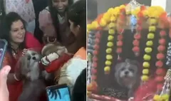 कार लेकर अपनी दुल्हनिया को लेने गया कुत्ता, रीति-रिवाजों से की शादी, VIRAL VIDEO ने इंटरनेट पर लगाई आग