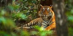 27 साल बाद इस नेशनल पार्क में दहाड़ेंगे बाघ, किए गए खास इंतजाम