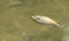 उमियम झील की सहायक नदी में जहर से कई मछलियां मरी 