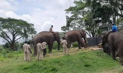 गुजरात लेकर जा रहे हाथियों से भरे 49 ट्रकों को रोका गया,  तिनसुकिया में तनाव