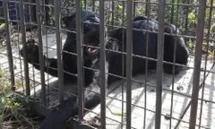 ग्रामीणों को आतंकित करने वाला दुर्लभ काला तेंदुआ पिंजरे में कैद 