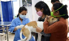 सरकार शिलांग में पूर्ण विकसित पशु चिकित्सालय स्थापित करेगी