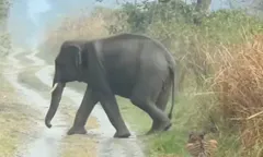 हाथी की चिंघाड़ सुनते ही झाड़ियों में दुबक गया बाघ, कभी नही देखा होगा ऐसा नजारा, वीडियो हो रहा वायरल