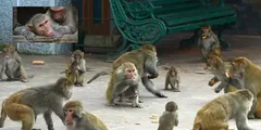 योगी राज में बंदरों पर गिरी गाज, एकसाथ 20 को जहर देकर उतारा मौत के घाट