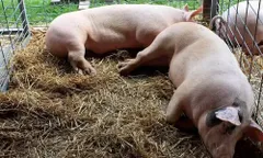 सुअरों की मौत और स्वाइन फ्लू के खतरे को देखते हुए री भोई के चार गांवों को कंटेनमेंट जोन घोषित किया गया
