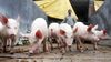देश के इस राज्य में सूअरों की बिक्री पर लगा अस्थाई प्रतिबंध, जानें क्या है पूरा मामला