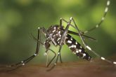 डेंगू के मामलों में तेजी से बढ़ोत्तरी, लोगों को  जल भराव रोकने और सफाई करने की सलाह 