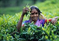 खुशखबरीः असम सरकार ने चाय बागान श्रमिकों के दैनिक वेतन में की इतने रुपए की बढ़ोत्तरी