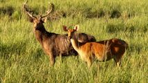 पर्यटकों के लिए खुशखबरी, काजीरंगा राष्ट्रीय उद्यान में हिरणों की कुल संख्या 868 पहुंची




