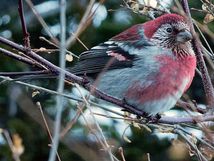 अरुणाचल: हिमालयन बर्ड काउंट के दौरान पक्षियों की 70 प्रजातियों की गणना