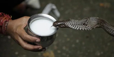 Nag Panchami के दिन सांपों को क्यों पिलाया जाता हैं दूध, जानिए इस परंपरा का महत्व