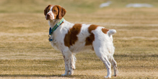 Dogs Tail  Cut : पालतू कुत्ते की पूंछ क्यों काटी जाती हैं, सामने आये ये चौंकाने वाले कारण