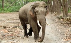 असम में 40 हजार रुपए के नोट निगल गया जंगली हाथी