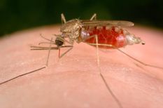 मिजोरम में पिछले तीन साल में मलेरिया से 61 लोगों की मौत