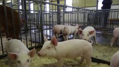 सुअर पालन पर सबसे बड़े धार्मिक संस्थान ने एक 'परिवार' को किया निष्कासित