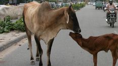 असम: गाय की हत्या करने से रोका तो महिलाओं पर किया जानलेवा हमला